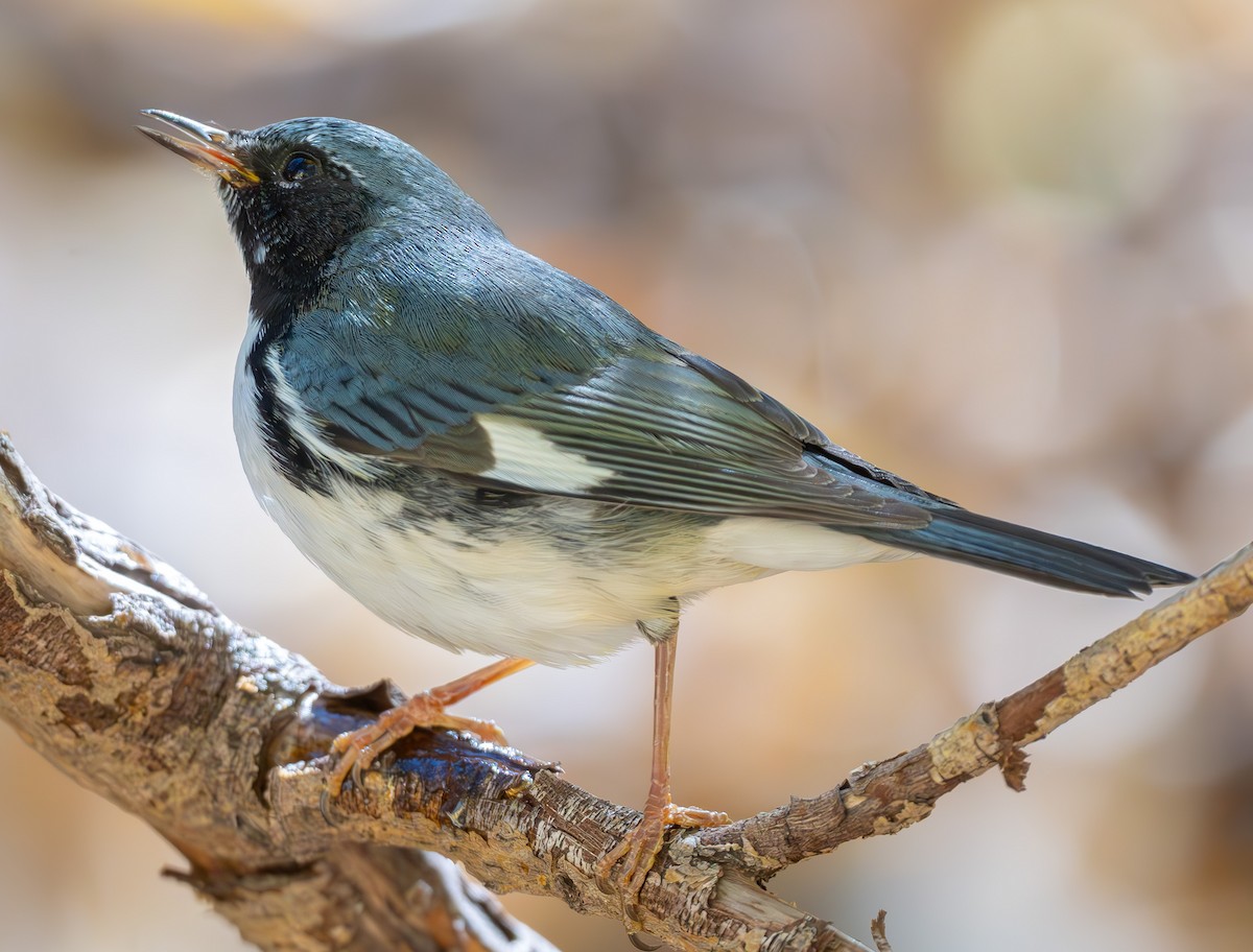 Black-throated Blue Warbler - ML644765467