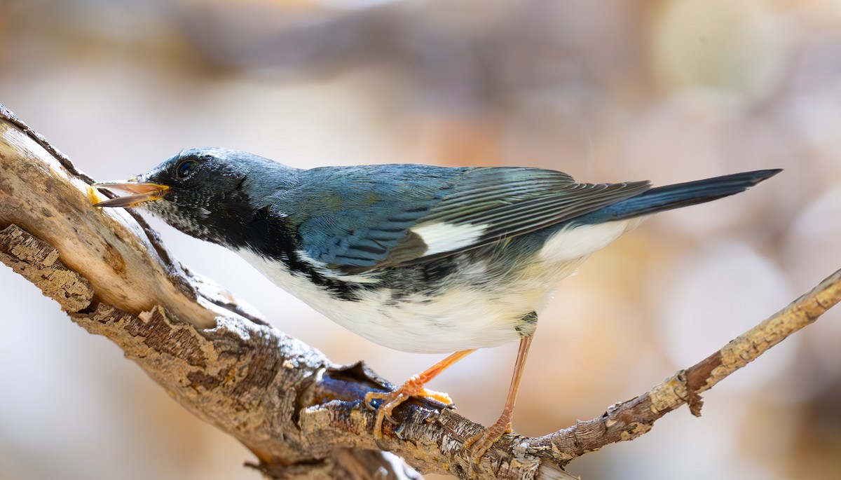 Black-throated Blue Warbler - ML644765468