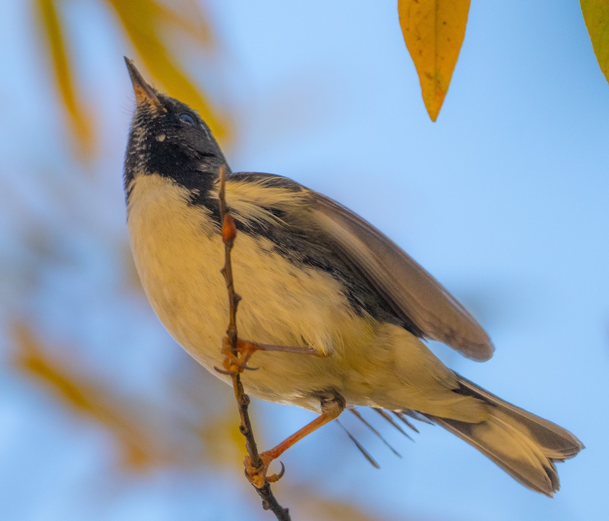 Black-throated Blue Warbler - ML644765469