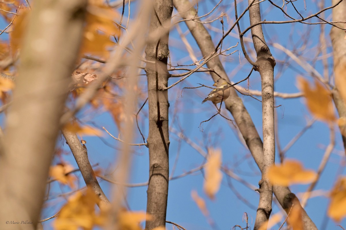 Evening Grosbeak - ML644765487