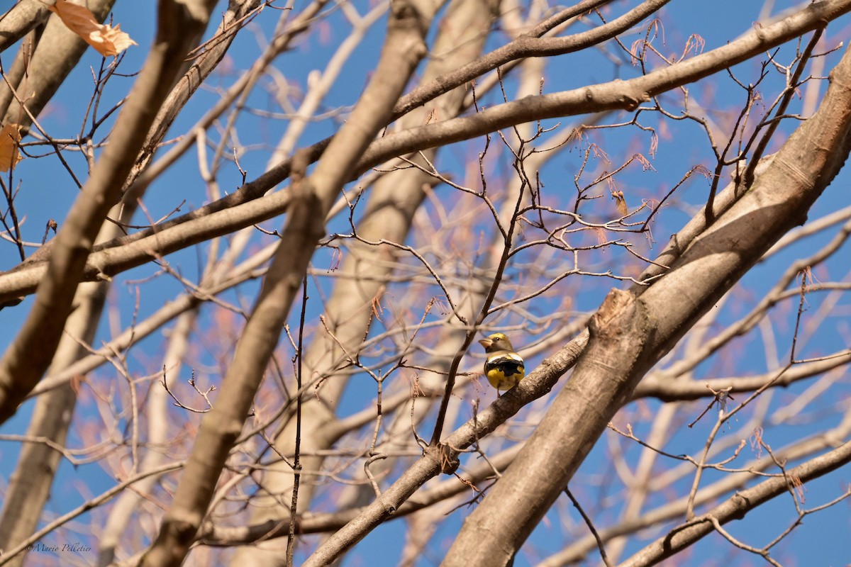 Evening Grosbeak - ML644765488