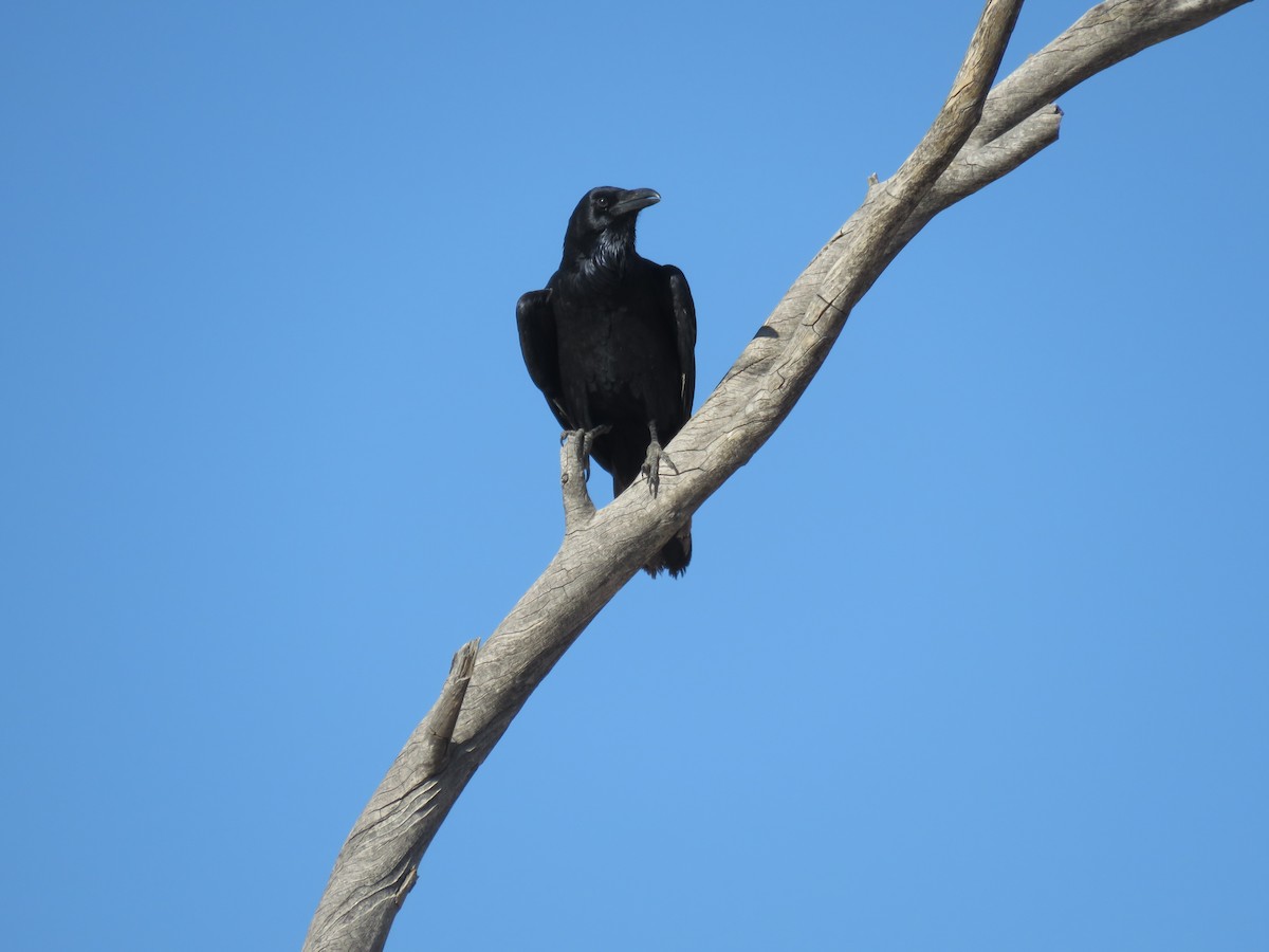 עורב שחור - ML644765495