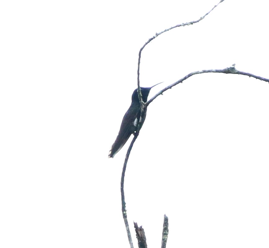 クロハチドリ - ML644765504