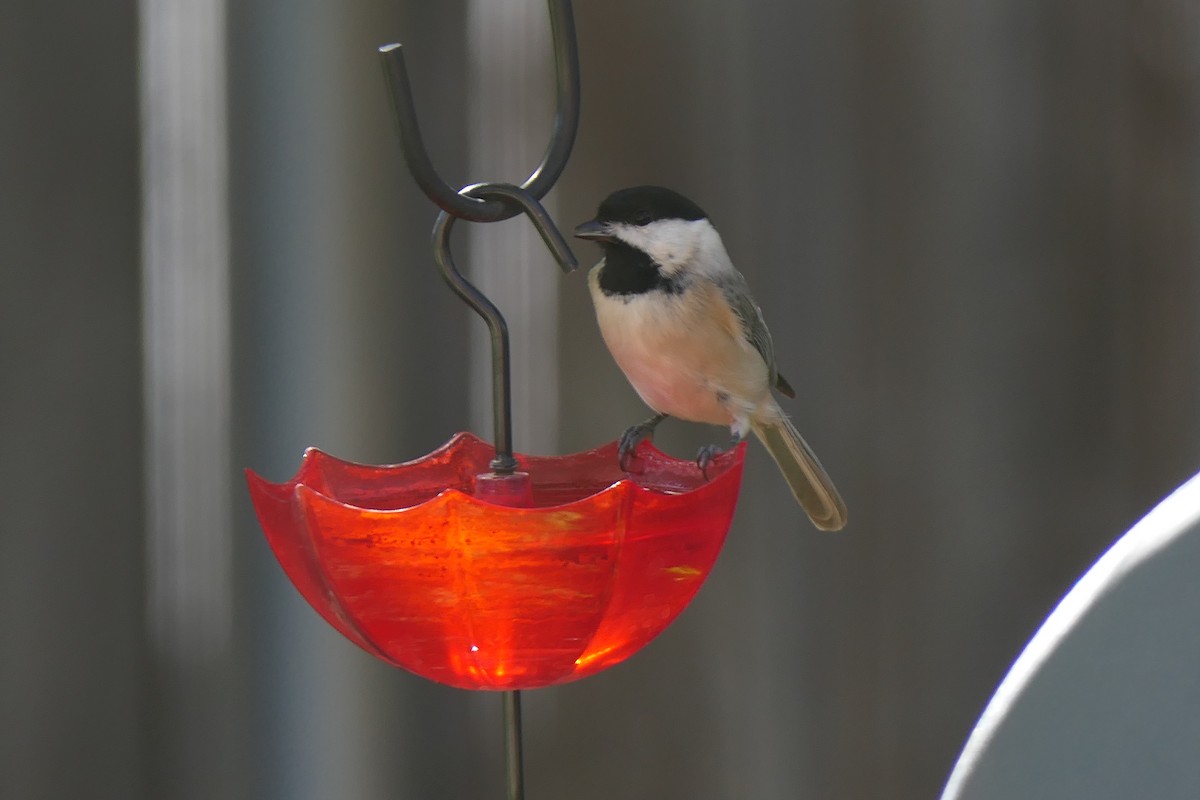 Гаїчка каролінська - ML644765505