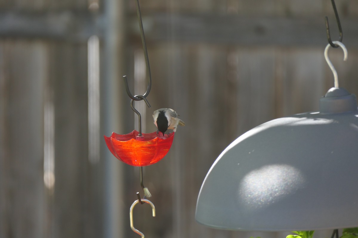 Гаїчка каролінська - ML644765509