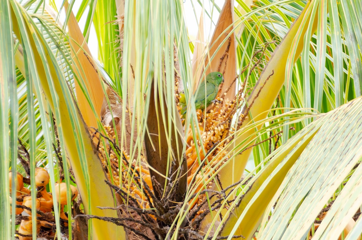 Папуга-горобець темнодзьобий - ML644765517