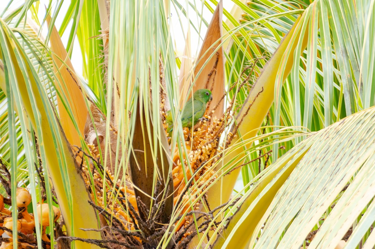 Папуга-горобець темнодзьобий - ML644765518