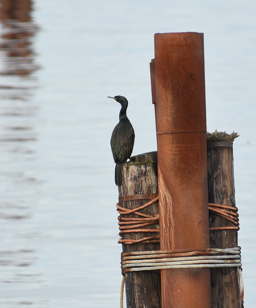 Pelajik Karabatak - ML644765520