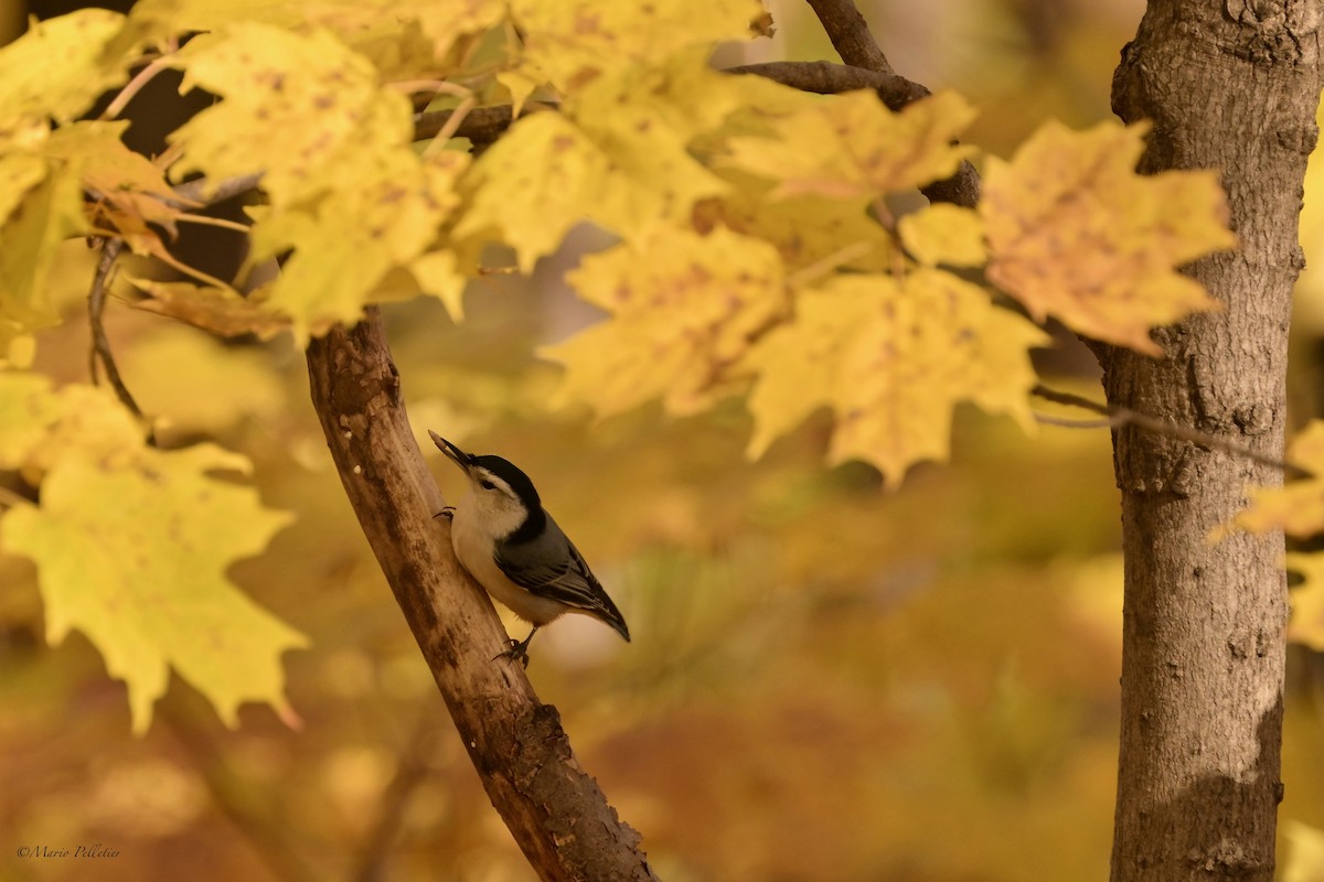 White-breasted Nuthatch - ML644765523