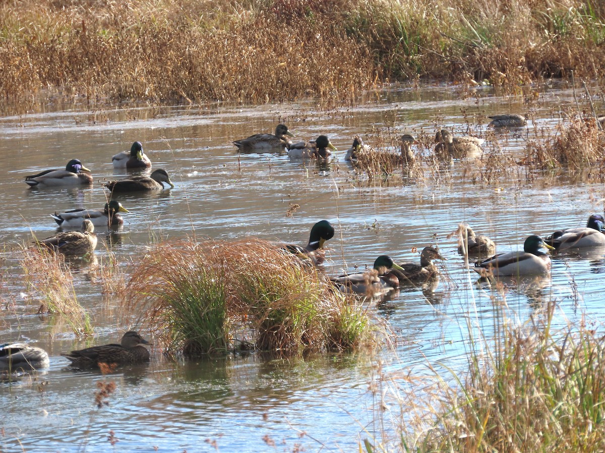 Yeşilbaş - ML644765524