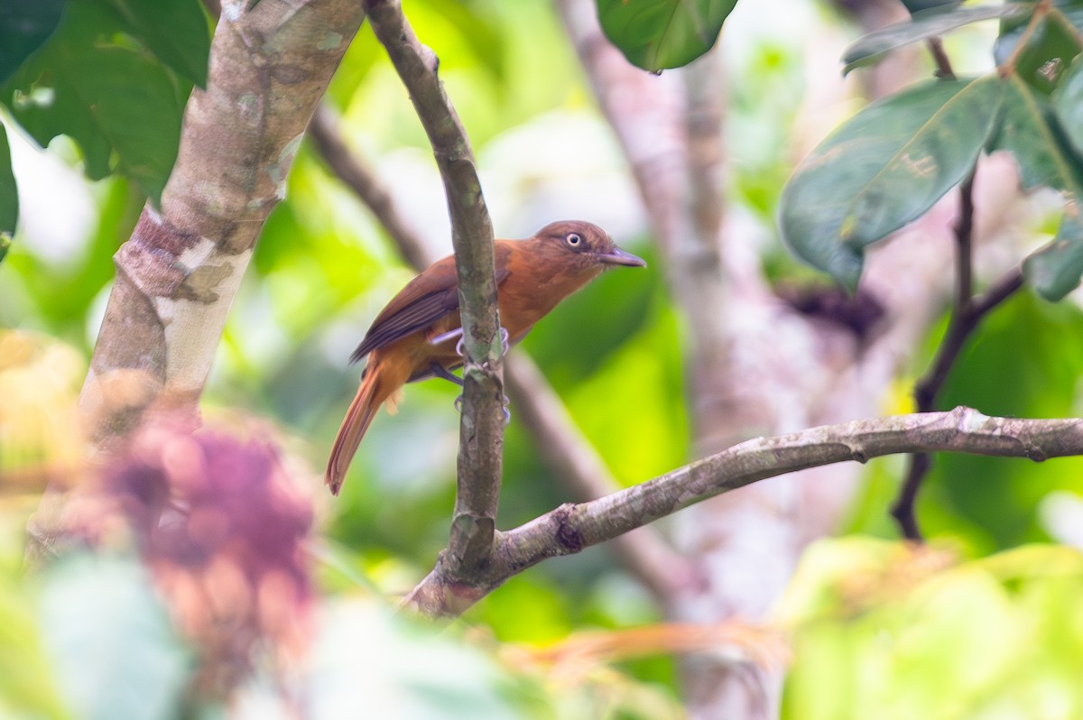 Dull-capped Attila - ML644765529