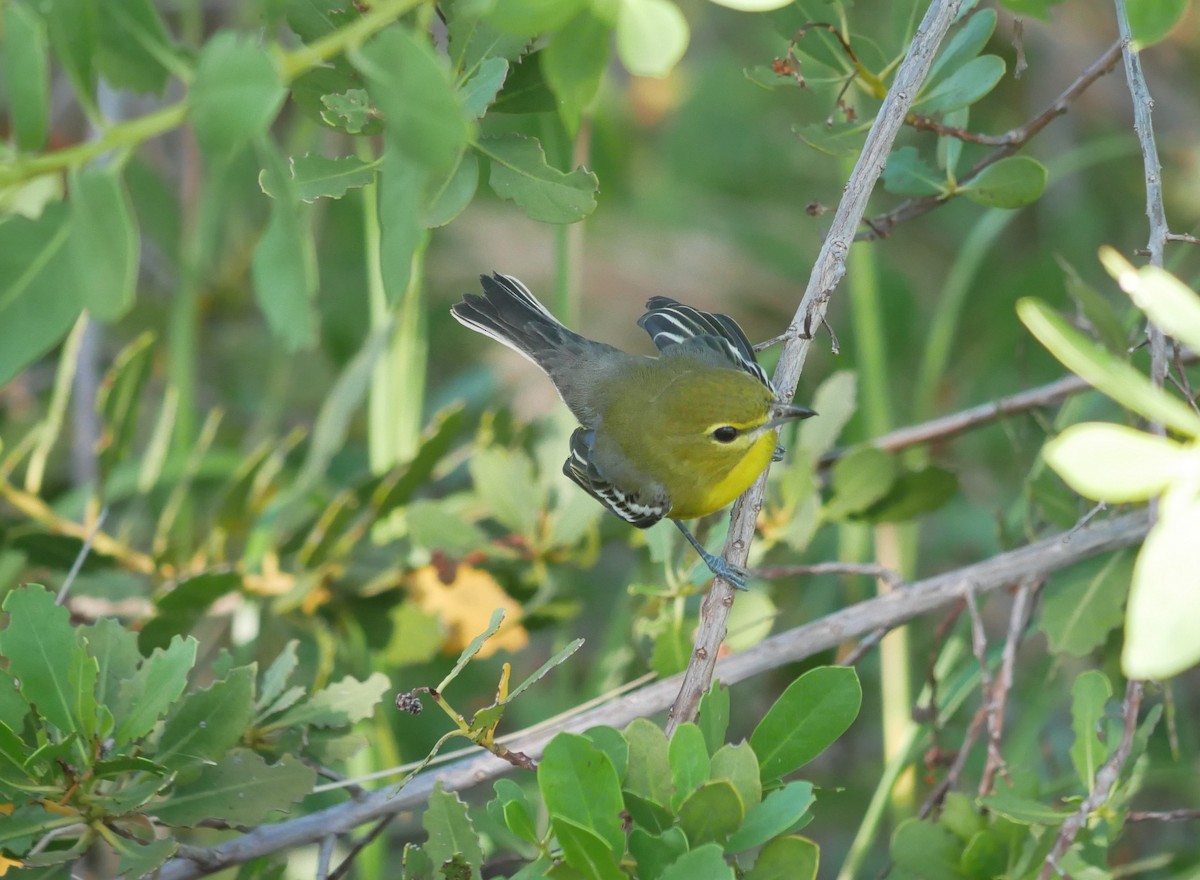 gulbrystvireo - ML644765533
