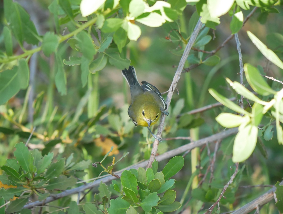 gulbrystvireo - ML644765534