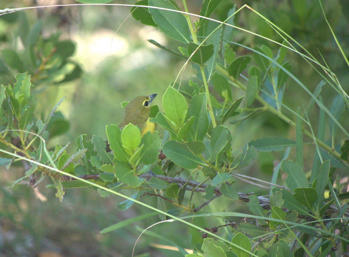 gulbrystvireo - ML644765535