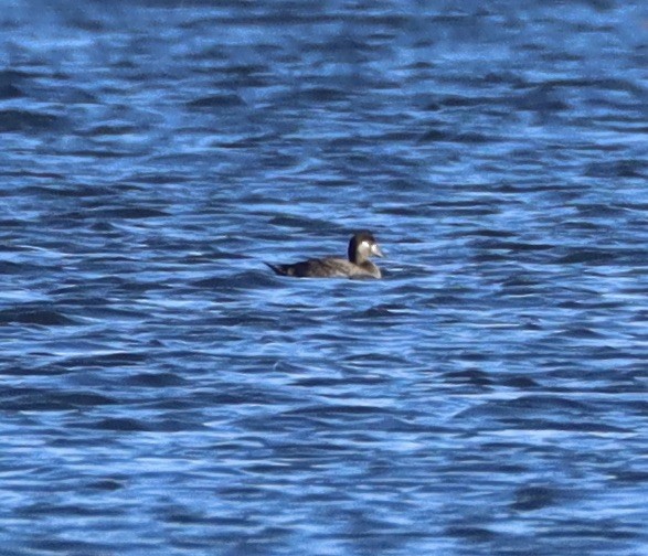קטיפנית משברים - ML644765538