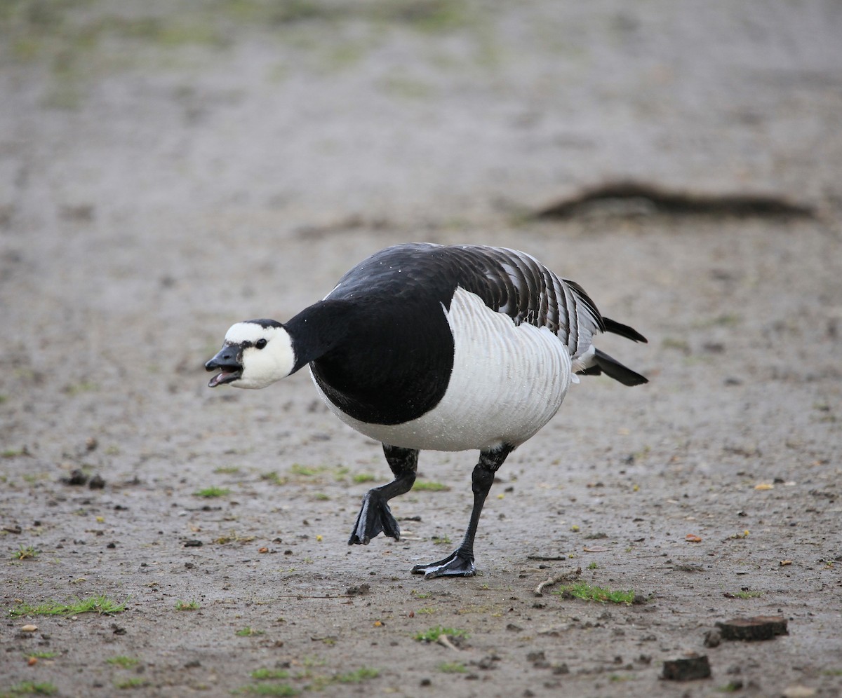 Barnacle Goose - ML644765543