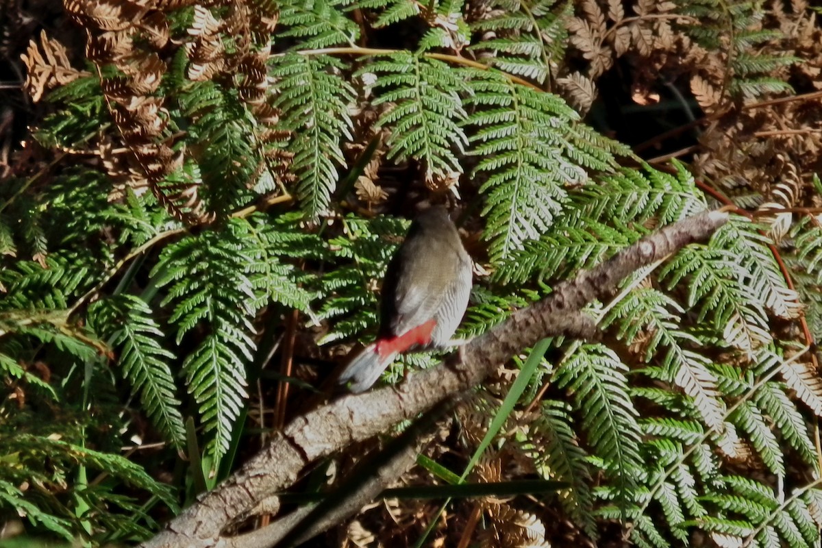 Beautiful Firetail - ML644765556