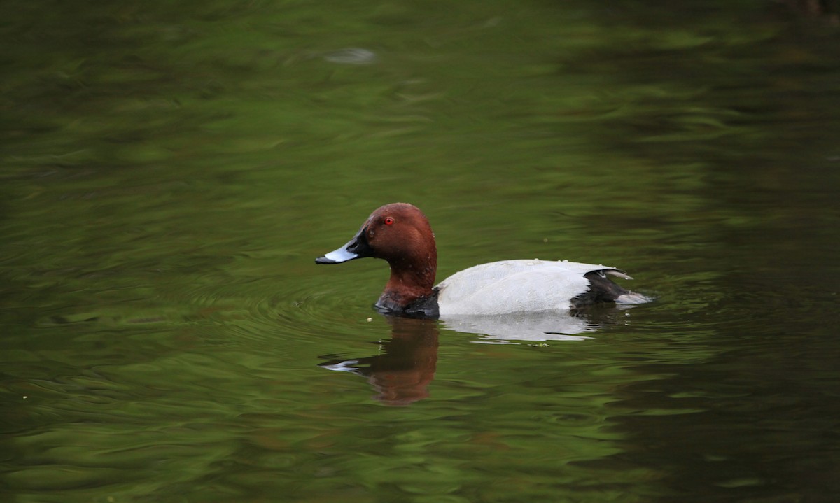 taffeland - ML644765557