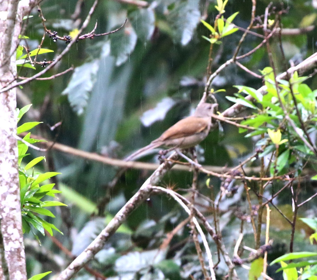 Pale-breasted Thrush - ML644765568