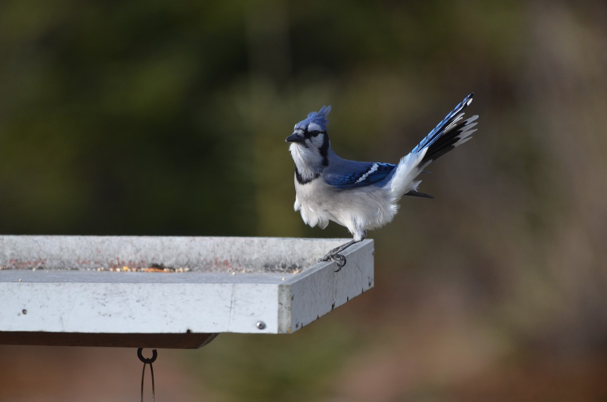 Blue Jay - ML644765569