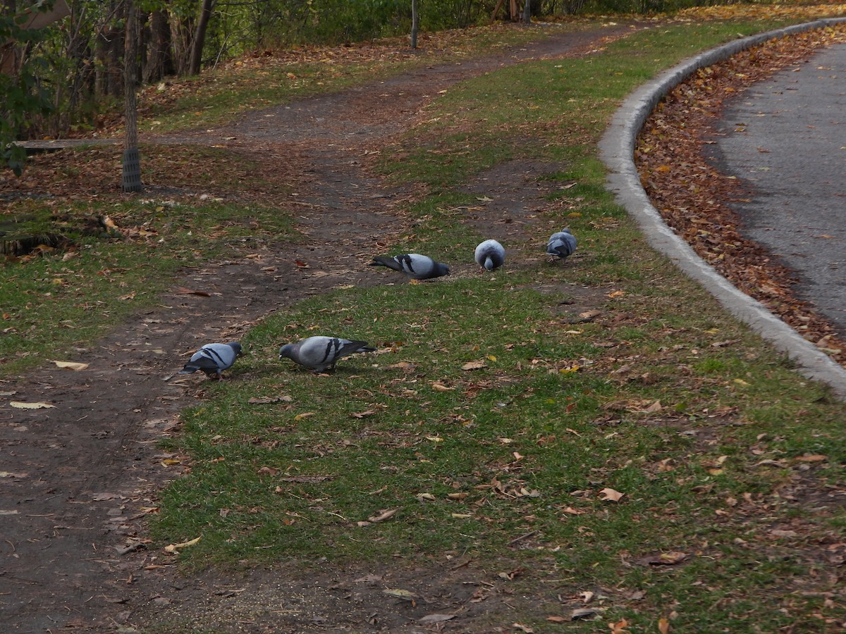 Rock Pigeon (Feral Pigeon) - ML644765576