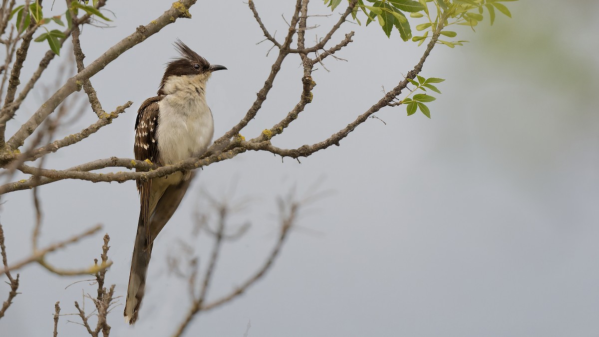 Great Spotted Cuckoo - ML644765578
