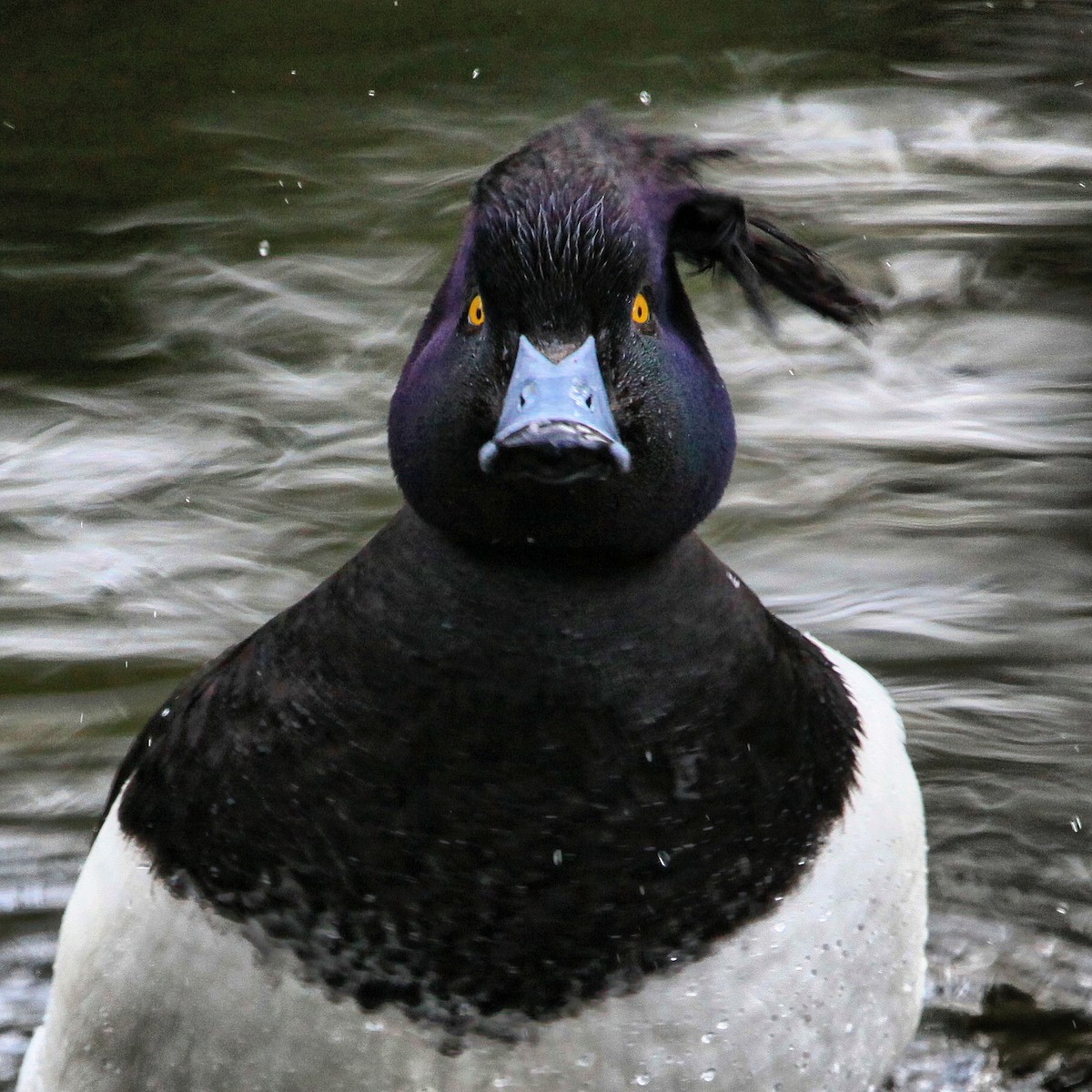 Tufted Duck - ML644765579