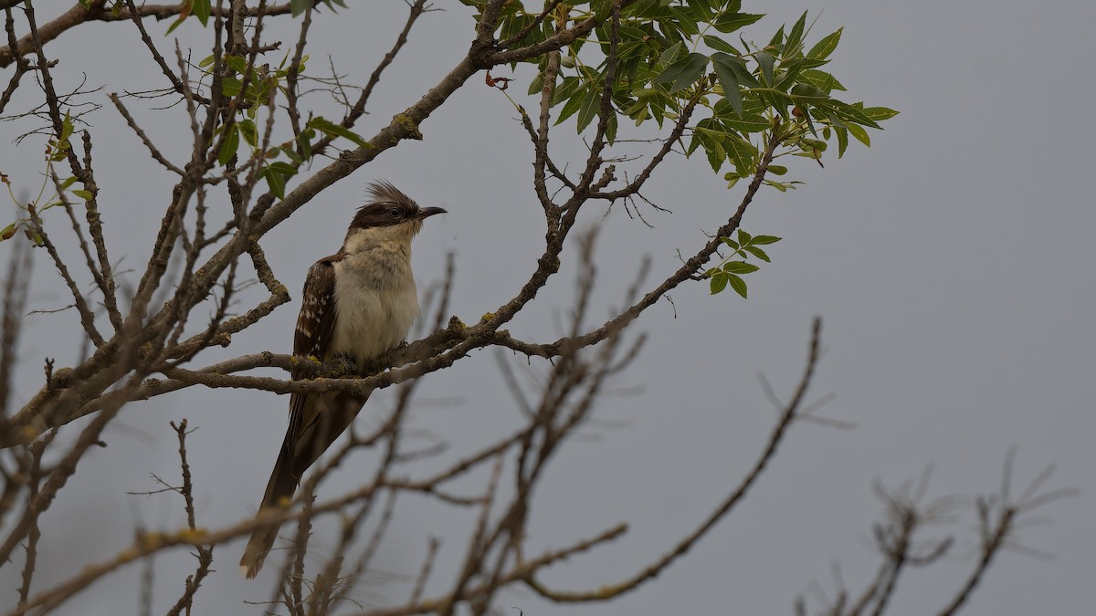 Great Spotted Cuckoo - ML644765580