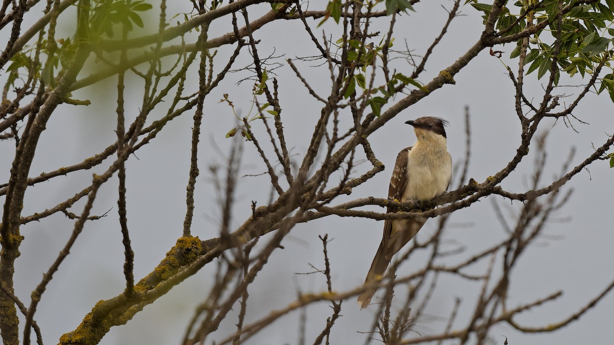 Great Spotted Cuckoo - ML644765581