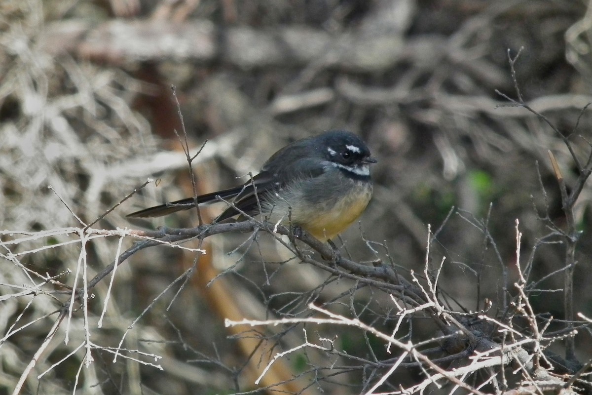 Gray Fantail - ML644765582