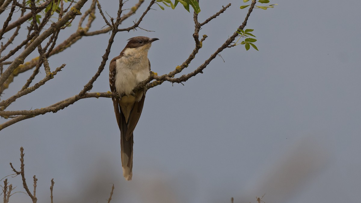 Great Spotted Cuckoo - ML644765583