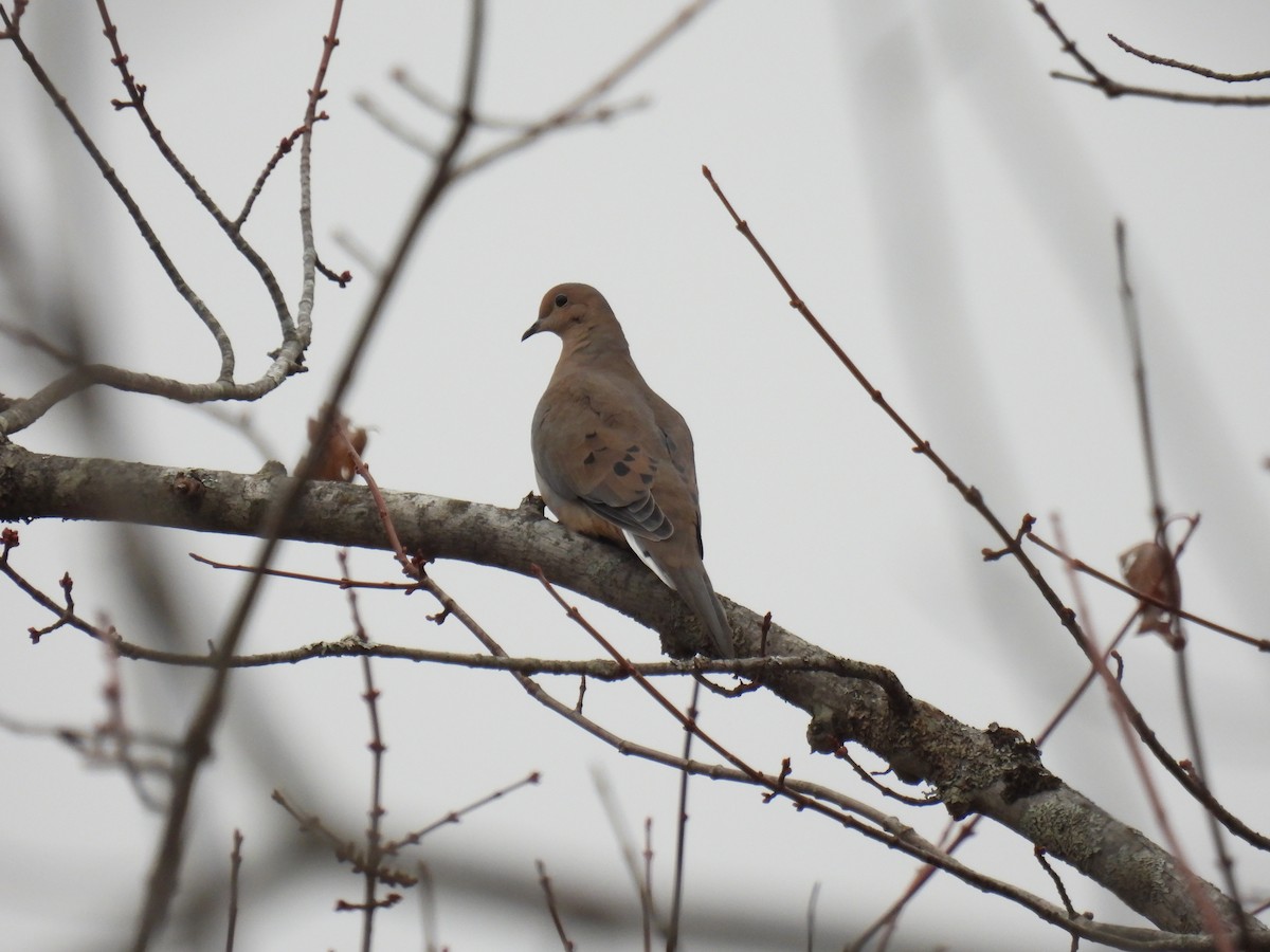 Uzun Kuyruklu Kumru - ML644765586