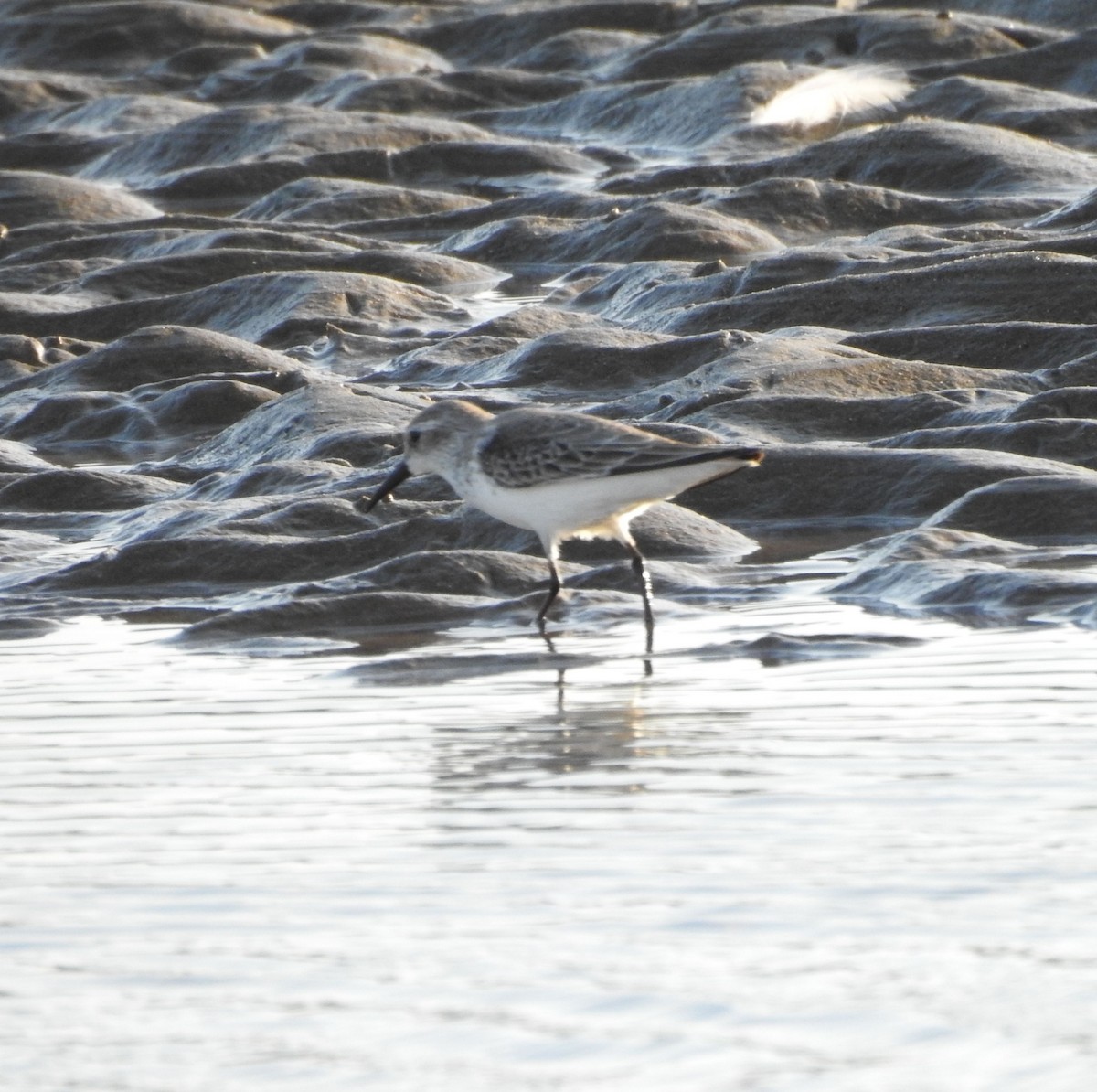 Gambecchio dell'Alaska - ML644765587