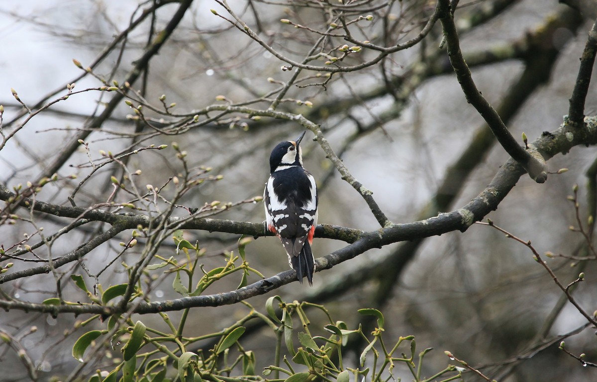Great Spotted Woodpecker - ML644765596