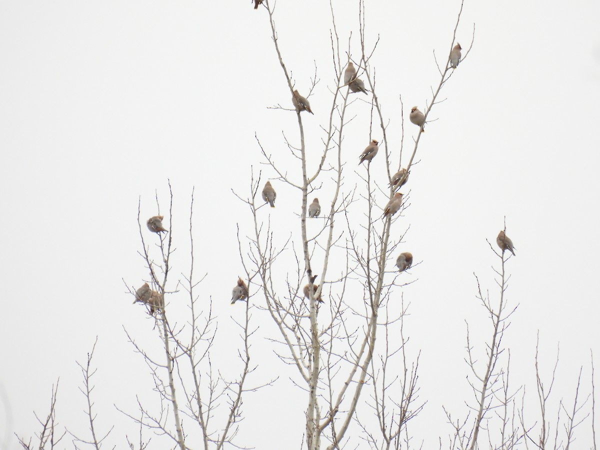 İpekkuyruk - ML644765607