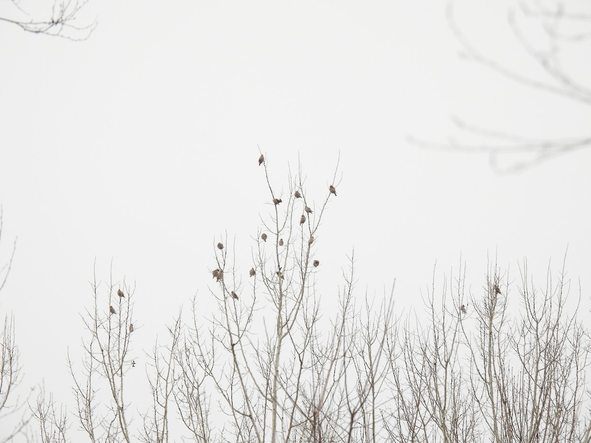 İpekkuyruk - ML644765609