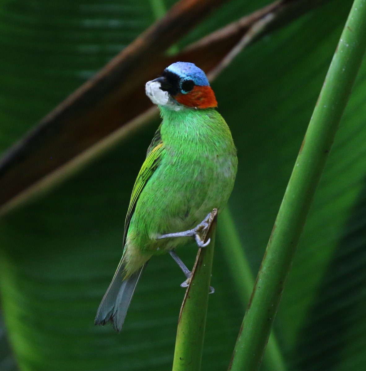 Red-necked Tanager - ML644765612