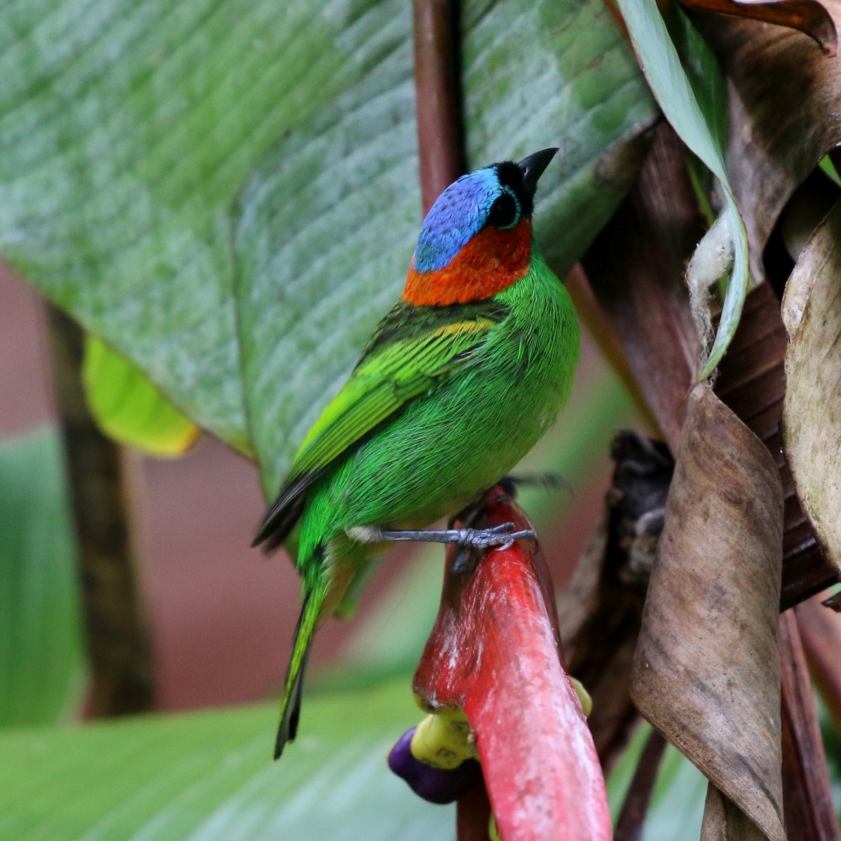 Red-necked Tanager - ML644765613
