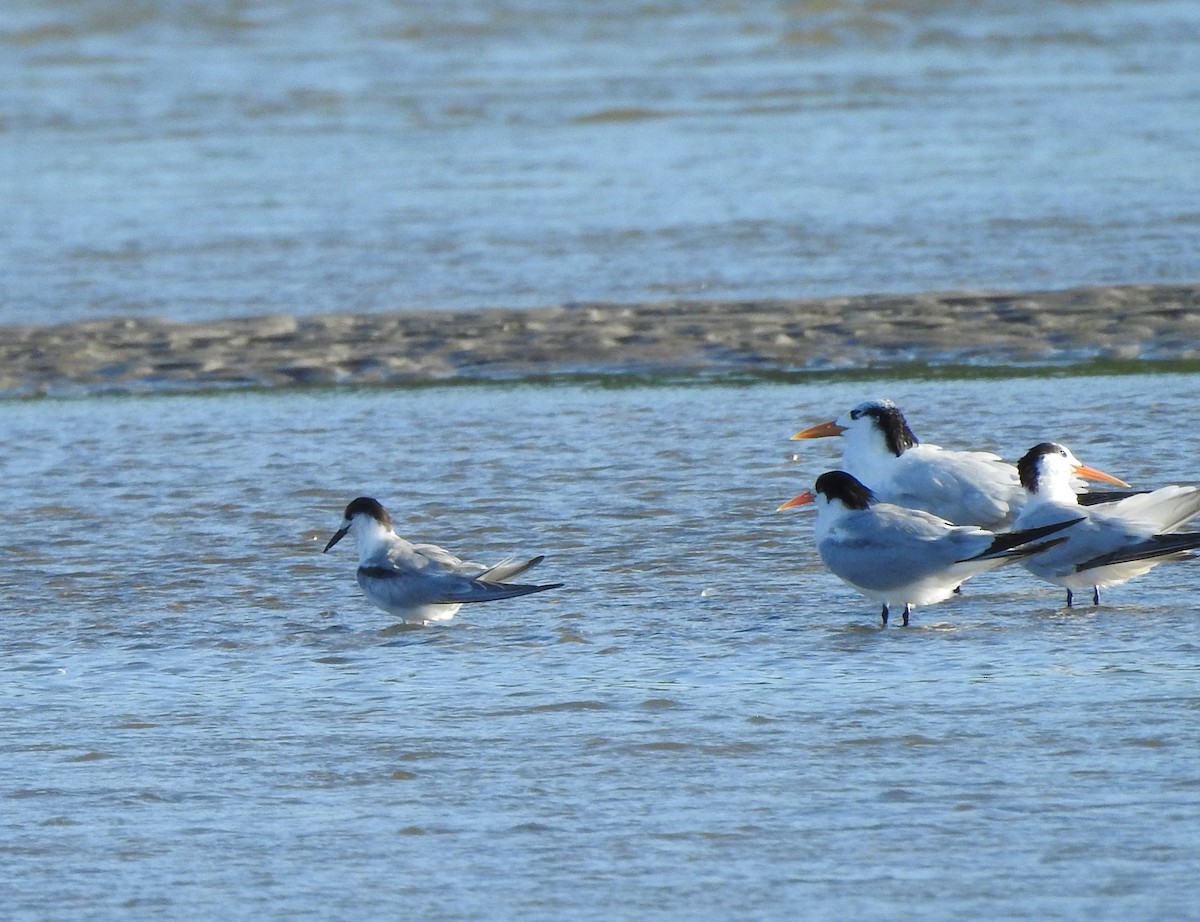 燕鷗 - ML644765615