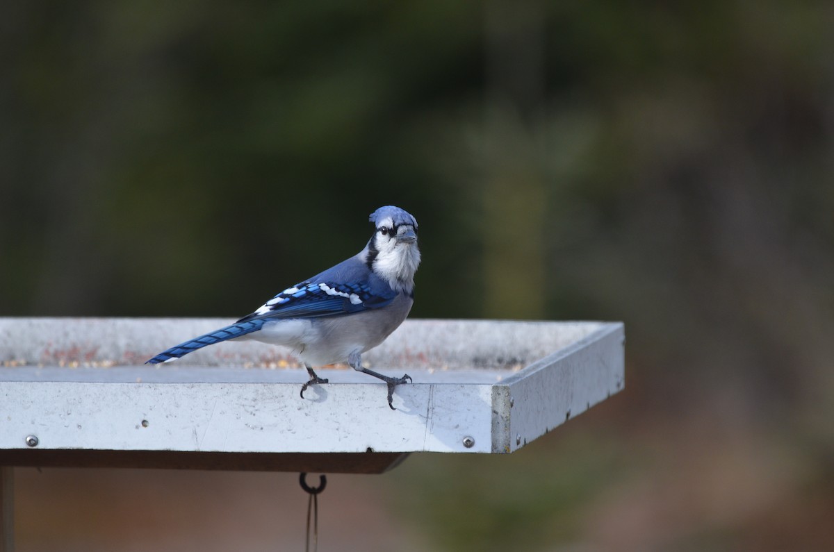 Blue Jay - ML644765621