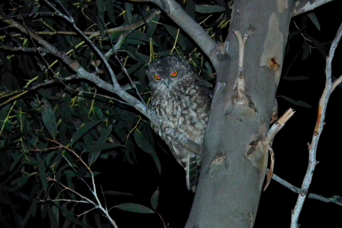 Tasmanian Boobook - ML644765625