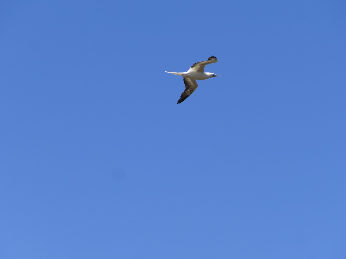 סולה אדומת-רגל - ML644765627