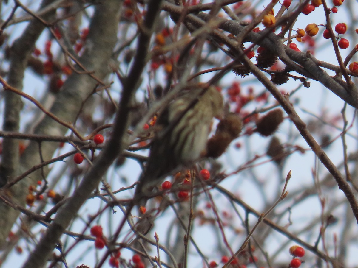 stripesisik - ML644765630