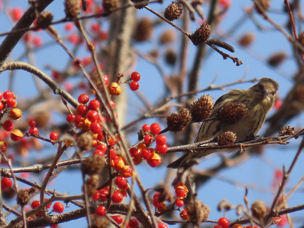 stripesisik - ML644765631