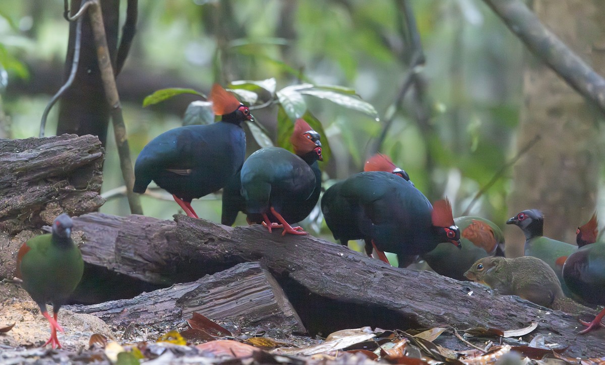 Crested Partridge - ML644765636
