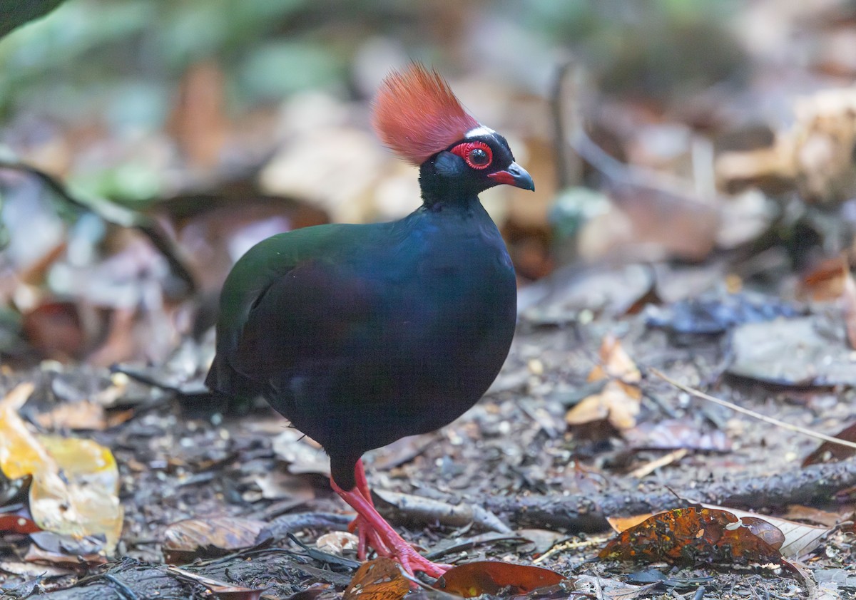 Crested Partridge - ML644765637