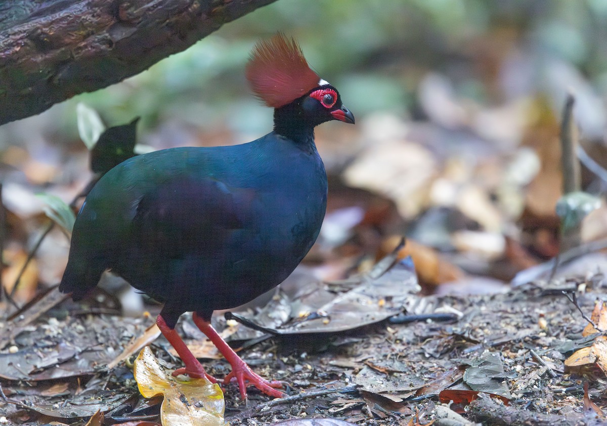 Crested Partridge - ML644765638