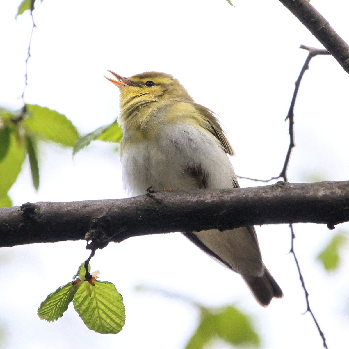 Wood Warbler - ML644765640