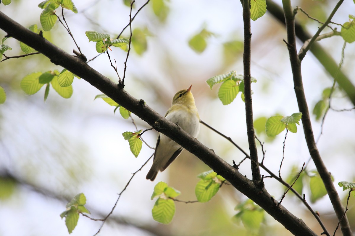 Wood Warbler - ML644765641