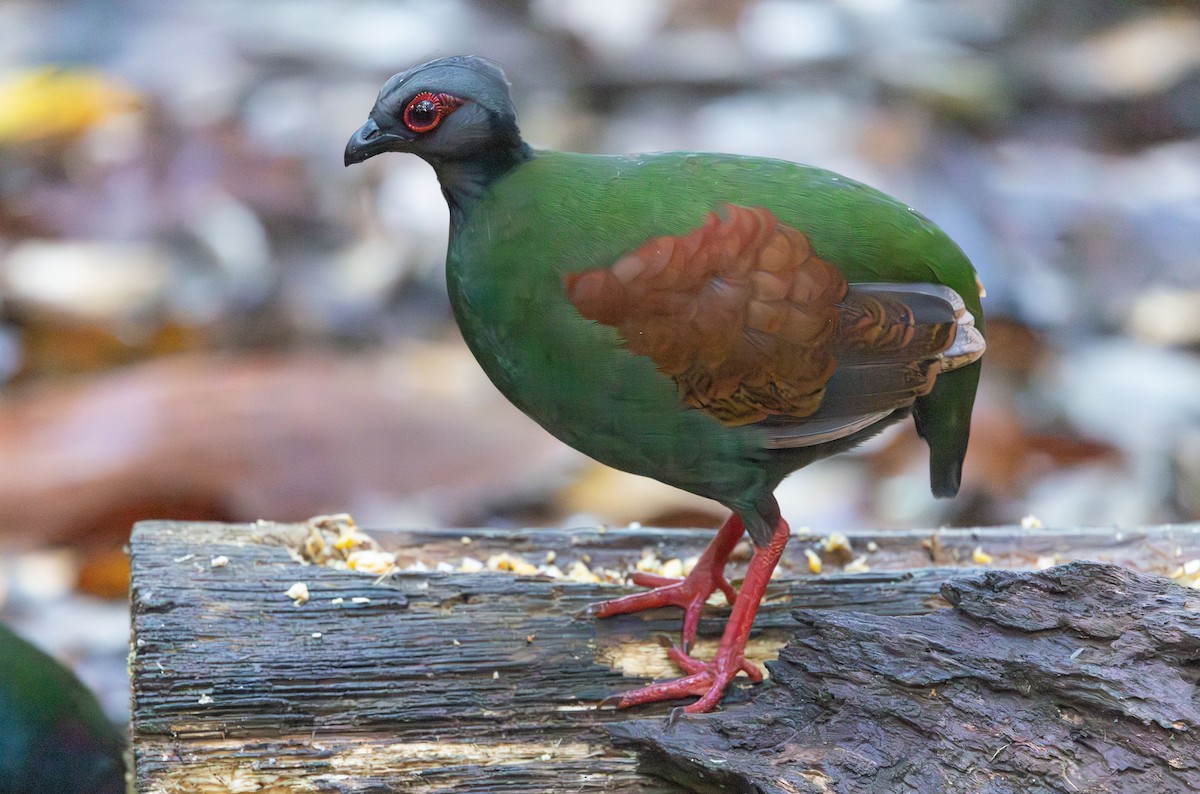 Crested Partridge - ML644765642